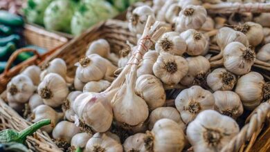 Benefits of garlic 01