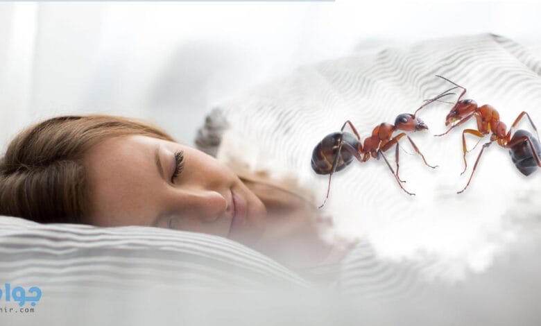 تفسير حلم النمل